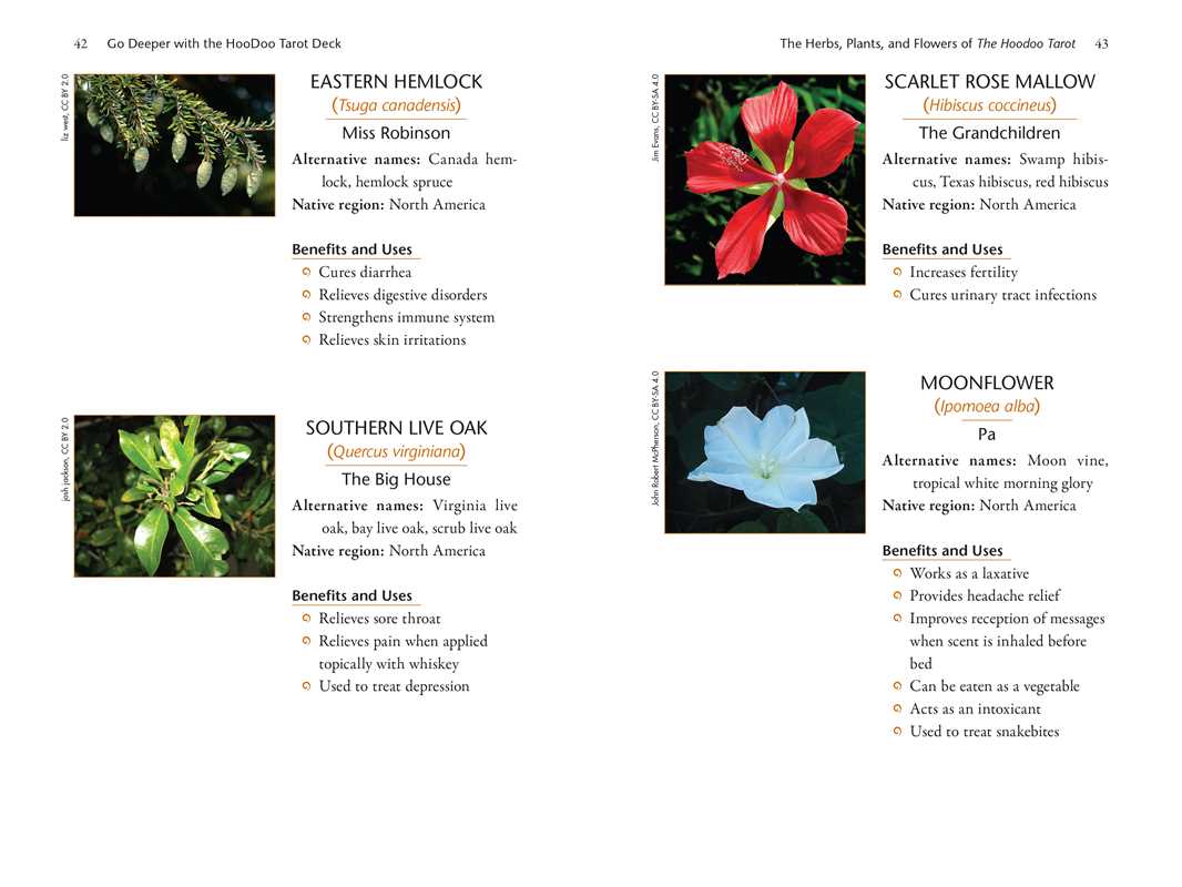 Hoodoo Tarot Workbook by Tayannah Lee McQuillar